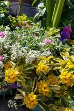 Waikiki Sunset Lysimachia - 5 Pack Of Quart Pots -Plant Outlet Store lysimachia waikiki sunset 2