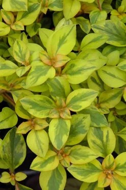 Waikiki Sunset Lysimachia - 5 Pack Of Quart Pots -Plant Outlet Store lysimachia waikiki sunset 3
