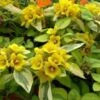 Waikiki Sunset Lysimachia - 5 Pack Of Quart Pots 1 Waikiki Sunset Lysimachia - 5 Pack Of Quart Pots -Plant Outlet Store lysimachia waikiki sunset 4