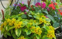 Waikiki Sunset Lysimachia - 5 Pack Of Quart Pots -Plant Outlet Store lysimachia waikiki sunset 5
