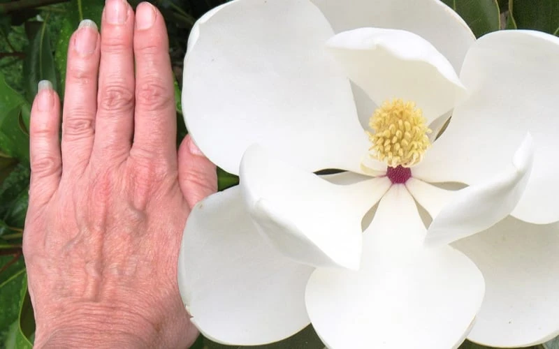 Edith Bogue Cold Hardy Evergreen Magnolia - 5 Gallon Pot 7 Edith Bogue Cold Hardy Evergreen Magnolia - 5 Gallon Pot - Image 5