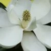 Edith Bogue Cold Hardy Evergreen Magnolia - 5 Gallon Pot 2 Edith Bogue Cold Hardy Evergreen Magnolia - 5 Gallon Pot -Plant Outlet Store magnolia edith bogue 6