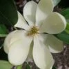 Green Shadow Sweetbay Magnolia Tree (Magnolia Virginiana) - 3 Gallon Pot (4-5') -Plant Outlet Store magnolia green shadow sweetbay flower