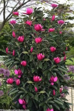 Pink Pyramid Magnolia (Tulip Tree) - 7 Gallon Pot 9 Pink Pyramid Magnolia (Tulip Tree) - 7 Gallon Pot -Plant Outlet Store magnolia pink pyramid tulip tree 120copy