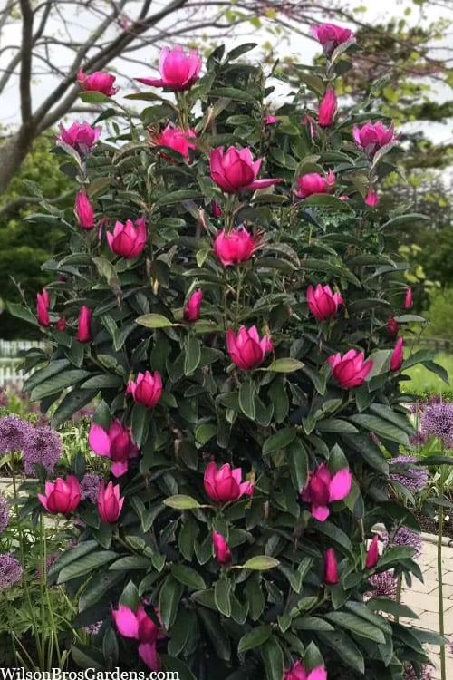 Pink Pyramid Magnolia (Tulip Tree) - 7 Gallon Pot 6 Pink Pyramid Magnolia (Tulip Tree) - 7 Gallon Pot - Image 4