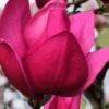 Pink Pyramid Magnolia (Tulip Tree) - 7 Gallon Pot 1 Pink Pyramid Magnolia (Tulip Tree) - 7 Gallon Pot -Plant Outlet Store magnolia pink pyramid tulip tree 4