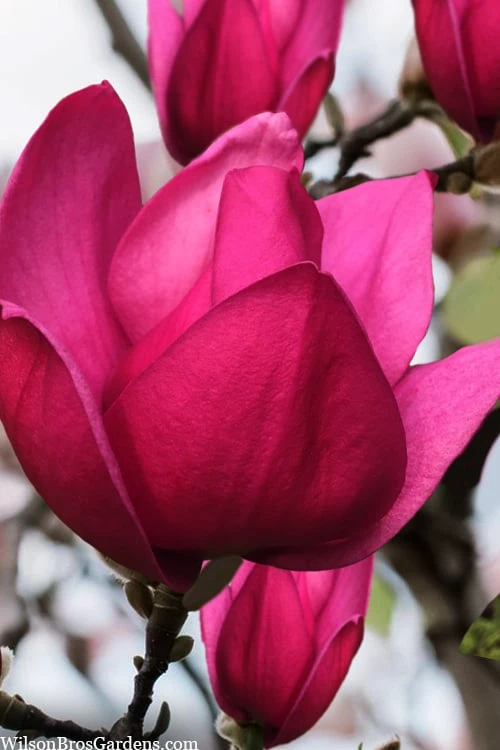 Pink Pyramid Magnolia (Tulip Tree) - 7 Gallon Pot 3 Pink Pyramid Magnolia (Tulip Tree) - 7 Gallon Pot