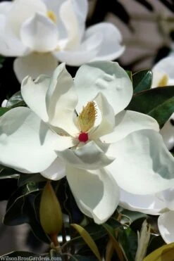 Plant Outlet Store 10 Victoria Cold Hardy Evergreen Magnolia - 7 Gallon Pot (3-4')