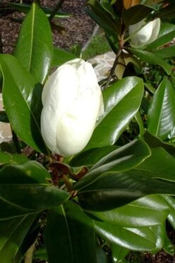 Victoria Cold Hardy Evergreen Magnolia - 7 Gallon Pot (3-4') 14 Victoria Cold Hardy Evergreen Magnolia - 7 Gallon Pot (3-4') -Plant Outlet Store magnolia victoria 8