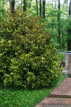 Victoria Cold Hardy Evergreen Magnolia - 7 Gallon Pot (3-4') 13 Victoria Cold Hardy Evergreen Magnolia - 7 Gallon Pot (3-4') -Plant Outlet Store magnolia victoria 9