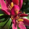 Stellar Ruby Magnolia Single Trunk Tree (Banana Shrub Hybrid) - 7 Gallon Pot (4-5') -Plant Outlet Store magnolia x figo stellar ruby 100