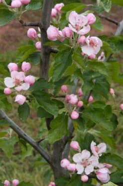 American Sweet Crabapple Tree (Malus Coronaria) - 1 Gallon Pot -Plant Outlet Store malus coronaria american sweet crabapple 2
