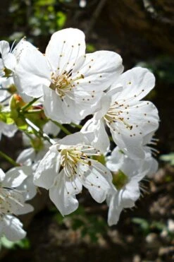 American Sweet Crabapple Tree (Malus Coronaria) - 1 Gallon Pot -Plant Outlet Store malus coronaria american sweet crabapple 3
