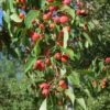 American Sweet Crabapple Tree (Malus Coronaria) - 1 Gallon Pot -Plant Outlet Store malus coronaria american sweet crabapple 4