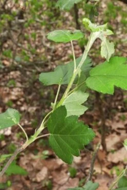 American Sweet Crabapple Tree (Malus Coronaria) - 1 Gallon Pot -Plant Outlet Store malus coronaria american sweet crabapple 5