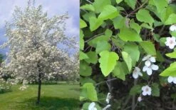 American Sweet Crabapple Tree (Malus Coronaria) - 1 Gallon Pot -Plant Outlet Store malus coronaria american sweet crabapple 6