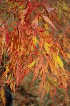 Otto's Dissectum Japanese Maple (Acer Palmatum) - 5 Gallon Pot -Plant Outlet Store maple japanese ottos 500x750 1
