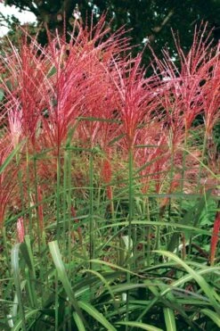 Flame Grass (Miscanthus 'Purpurascens') - 1 Gallon Pot -Plant Outlet Store miscanthus purpurascens flame grass 1