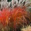 Flame Grass (Miscanthus 'Purpurascens') - 1 Gallon Pot -Plant Outlet Store miscanthus purpurascens flame grass 10