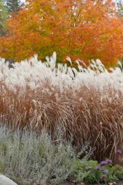 Flame Grass (Miscanthus 'Purpurascens') - 1 Gallon Pot -Plant Outlet Store miscanthus purpurascens flame grass 4