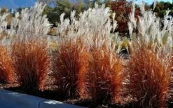 Flame Grass (Miscanthus 'Purpurascens') - 1 Gallon Pot -Plant Outlet Store miscanthus purpurascens flame grass 5