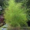 Bamboo Muhly Grass - 3 Gallon Pot -Plant Outlet Store muhlenbergia dumosa bamboo muhly grass 11