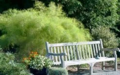 Bamboo Muhly Grass - 3 Gallon Pot -Plant Outlet Store muhlenbergia dumosa bamboo muhly grass 12
