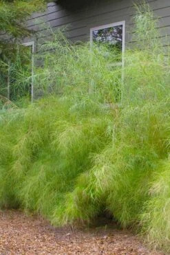 Bamboo Muhly Grass - 3 Gallon Pot -Plant Outlet Store muhlenbergia dumosa bamboo muhly grass 13