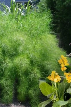 Bamboo Muhly Grass - 3 Gallon Pot -Plant Outlet Store muhlenbergia dumosa bamboo muhly grass 14