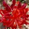 Radiant Red Aromi Azalea (Rhododendron Hybrid) - 3 Gallon Pot -Plant Outlet Store native azalea radiant red 5