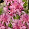Western Lights Cold Hardy Azalea (Rhododendron) - 3 Gallon Pot 2 Western Lights Cold Hardy Azalea (Rhododendron) - 3 Gallon Pot -Plant Outlet Store native azalea western lights 10