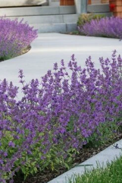 Little Trudy Catmint - 5 Pack Of Quart Pots -Plant Outlet Store nepeta little trudy catmint 3