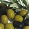 Arbequina Olive Tree - 2 Gallon Pot -Plant Outlet Store olive arbequina 5