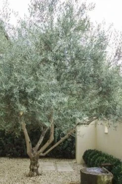 Arbequina Olive Tree - 2 Gallon Pot -Plant Outlet Store olive tree arbequina 4