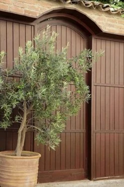 Arbequina Olive Tree - 2 Gallon Pot -Plant Outlet Store olive tree arbequina 6