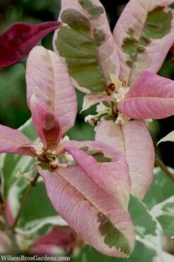 Pink Flush Variegated Tea Olive (Osmanthus Fragrans 'Yinbi Shuanghui') - 2 Gallon Pot -Plant Outlet Store osmanthus frangrans yinbi shuangui variegated tea olive 10