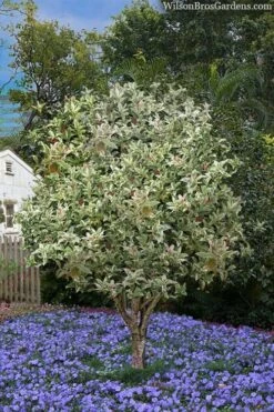 Pink Flush Variegated Tea Olive (Osmanthus Fragrans 'Yinbi Shuanghui') - 2 Gallon Pot -Plant Outlet Store osmanthus frangrans yinbi shuangui variegated tea olive 8