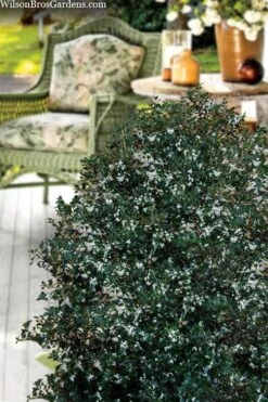 Party Princess 'Kaori Hime' Tea Olive - 7 Gallon Pot (2-3') -Plant Outlet Store osmanthus heterophyllus kaori hime party princess tea olive 15 1