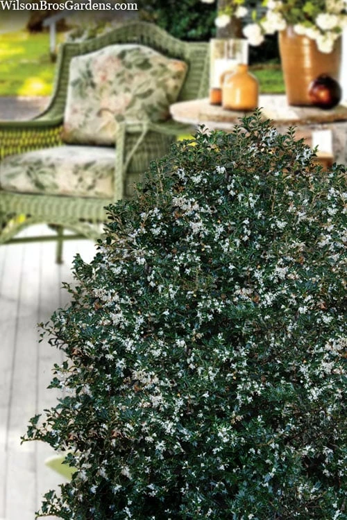 Party Princess 'Kaori Hime' Fragrant Tea Olive - 1 Gallon Pot 8 Party Princess 'Kaori Hime' Fragrant Tea Olive - 1 Gallon Pot - Image 6