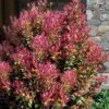 Party Lights Pink Flush Tea Olive - Osmanthus Heterophyllus - 2 Gallon Pot 2 Party Lights Pink Flush Tea Olive - Osmanthus Heterophyllus - 2 Gallon Pot -Plant Outlet Store osmanthus heterophyllus party lights tea olive 102 1