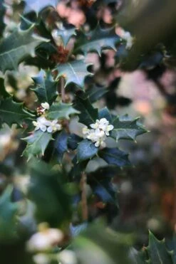 Party Princess 'Kaori Hime' Tea Olive - 7 Gallon Pot (2-3') -Plant Outlet Store osmanthus kaori hime party princess tea olive 1 1