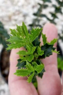 Party Princess 'Kaori Hime' Tea Olive - 7 Gallon Pot (2-3') -Plant Outlet Store osmanthus kaori hime party princess tea olive 2 1