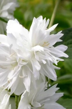 Minnesota Snowflake Mock Orange (Philadelphus) - 1 Gallon Pot 12 Minnesota Snowflake Mock Orange (Philadelphus) - 1 Gallon Pot -Plant Outlet Store philadelphus minnesota snowflake mock orange 3