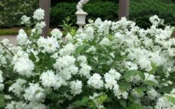 Minnesota Snowflake Mock Orange (Philadelphus) - 1 Gallon Pot 13 Minnesota Snowflake Mock Orange (Philadelphus) - 1 Gallon Pot -Plant Outlet Store philadelphus minnesota snowflake mock orange 5