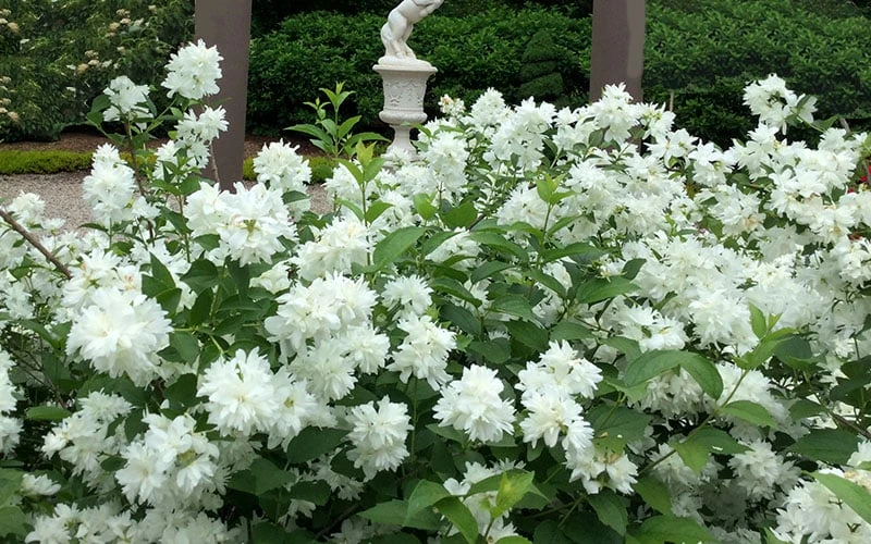 Minnesota Snowflake Mock Orange (Philadelphus) - 1 Gallon Pot 8 Minnesota Snowflake Mock Orange (Philadelphus) - 1 Gallon Pot - Image 6