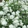 Minnesota Snowflake Mock Orange (Philadelphus) - 1 Gallon Pot -Plant Outlet Store philadelphus minnesota snowflake mock orange 7