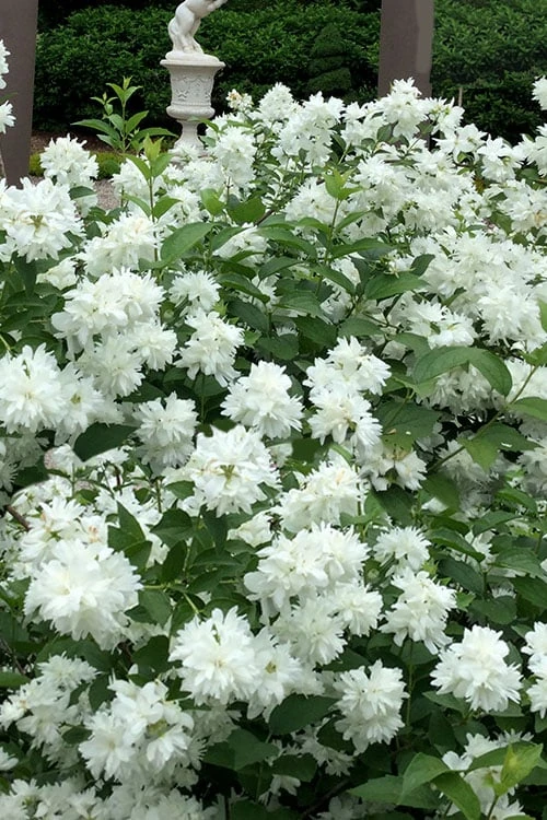 Minnesota Snowflake Mock Orange (Philadelphus) - 1 Gallon Pot 3 Minnesota Snowflake Mock Orange (Philadelphus) - 1 Gallon Pot