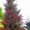 Red Tipped Norway Spruce (Picea Abies 'Rubra Spicata') - 6 Gallon Pot 1 Red Tipped Norway Spruce (Picea Abies 'Rubra Spicata') - 6 Gallon Pot -Plant Outlet Store picea abies rubra spicata red tip norway sprice 4