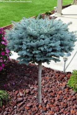 Dwarf Globe Blue Spruce Topiary Tree (Picea Pungens 'Globosa') - 5 Gallon Pot 10 Dwarf Globe Blue Spruce Topiary Tree (Picea Pungens 'Globosa') - 5 Gallon Pot -Plant Outlet Store picea pungens glauca globosa dwarf globe colorado blue spruce topiary tree 2