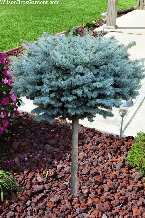 Dwarf Globe Blue Spruce Topiary Tree (Picea Pungens 'Globosa') - 5 Gallon Pot 6 Dwarf Globe Blue Spruce Topiary Tree (Picea Pungens 'Globosa') - 5 Gallon Pot - Image 4
